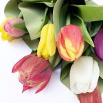 10 szál vegyesszínű tulipán, szálanként csomagolva