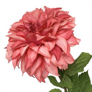 Dália szál - mályva rózsaszín