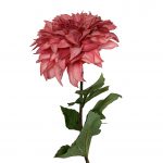 Dahlia stem - mallow pink