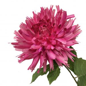 Dahlia stem -dark pink