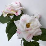 Spray Rose - white and powder pink