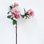 Rhododendron - dark pink
