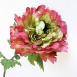 Ranunculus - pink/green