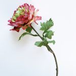 Ranunculus - pink/green