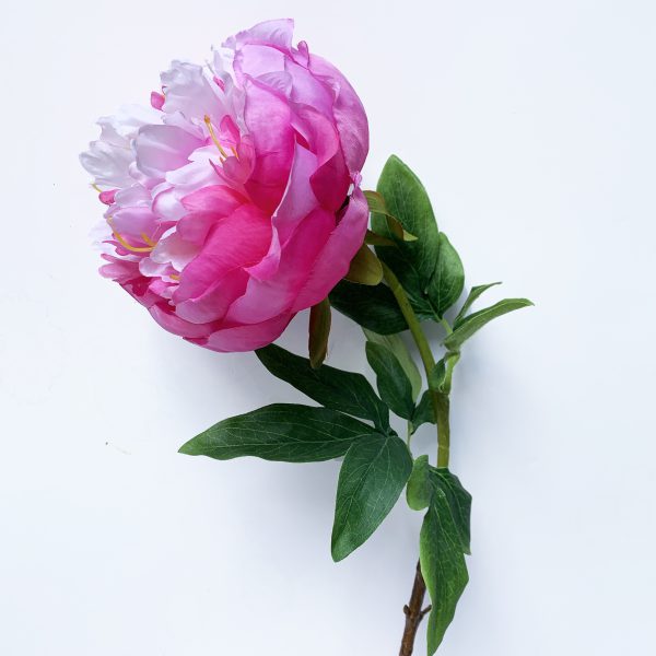 Pünkösdi rózsa - rózsaszín