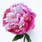 Pünkösdi rózsa - rózsaszín