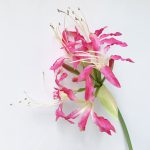 Spider Lily - fuchsia
