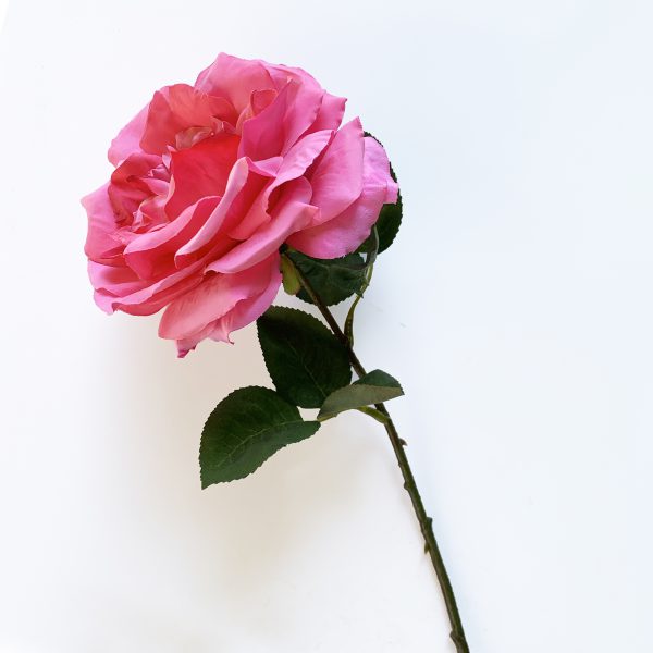 Kerti rózsa - rózsaszín
