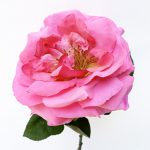 Kerti rózsa - rózsaszín
