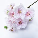 Cseresznyevirág ág - világos rózsaszín