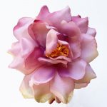 Spray rózsa - levendula rózsaszín