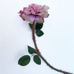 Spray rózsa - levendula rózsaszín