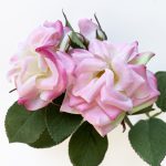 spray rose - soft pink