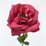 Garden Rose - Burgundy Red