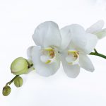 Álomszép orchidea összeállítás üvegkaspóban
