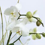 Álomszép orchidea összeállítás üvegkaspóban