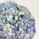 Kék árnyalatú hortenzia csokor