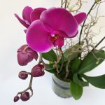álomszép rózsaszín orchidea összeállítás üvegkaspóban