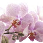 álomszép rózsaszín orchidea összeállítás üvegkaspóban