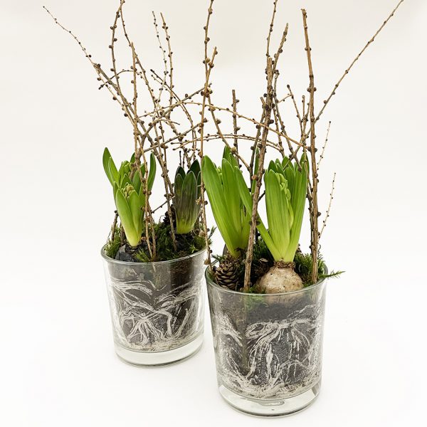 Hyacinths with bulbs in glass pot, mixed colors - 2 pots