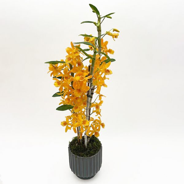 Narancsszín orchidea dekoratív kaspóban