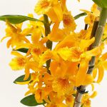 Narancsszín orchidea dekoratív kaspóban
