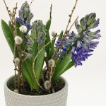 Hyacinth plants in pretty ceramic pot - various colors