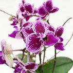 Orchidea kerámia kaspóban - közepes méret