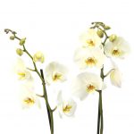 Fehér Phalaenopsis Orchidea