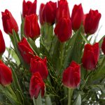 Piros tulipán csokor