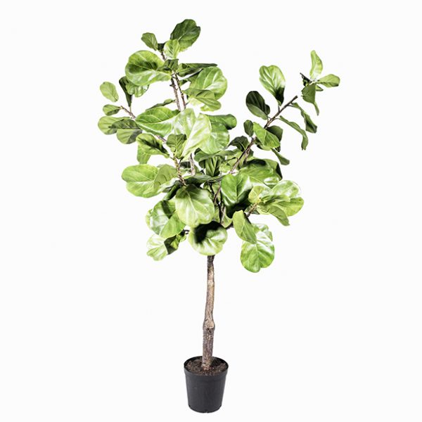 Ficus tall plant - artificial
