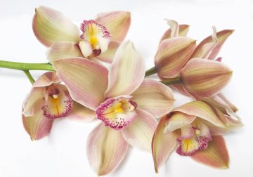 Orchidea gondozása – minden ami fontos