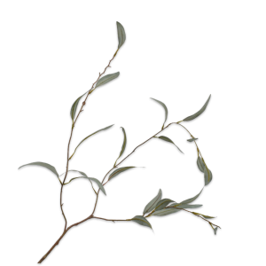 Eucalyptus