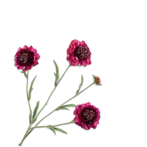 Scabiosa II