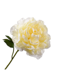 Peony II