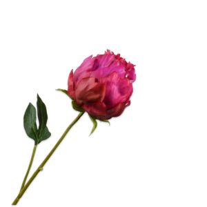 Peony III