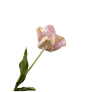 Tulip II