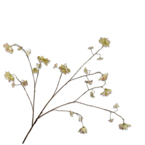 SPRAY HYDRANGEA