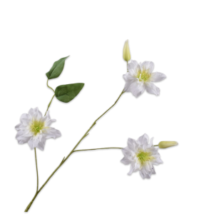 Clematis III