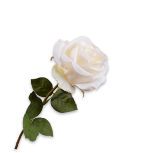 Rose IV