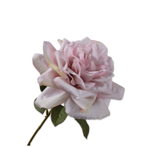 Rose V
