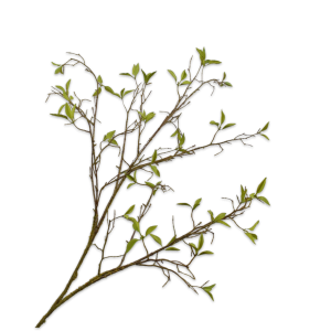 Willow branch