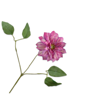 Clematis IV