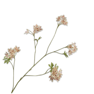 Pelargonium