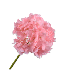 Hydrangea III
