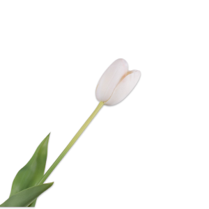 Tulip III